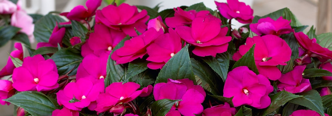 Impatiens Tamarinda Purple Banner Image.jpg